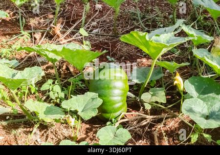 Frischer grüner Kürbis wächst inmitten üppiger Blätter auf einem Bio-Bauernhof, der ein Konzept des Wachstums und der landwirtschaftlichen Vielfalt widerspiegelt. Stockfoto