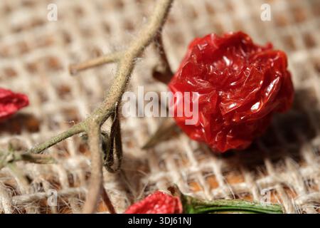Ein knallrotes getrocknetes Chili-Pad liegt auf strukturiertem Material auf und zeigt seine einzigartige Form. Stockfoto