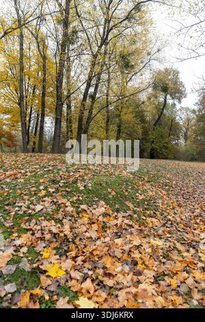 Hohe alte Ahorne und eine große Anzahl von gefallenen Blättern von Laubbäumen auf dem Boden in der Nähe der Ahorne Stockfoto