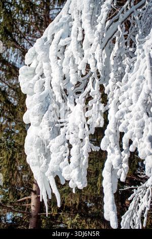 Nahaufnahme von Ästen, die nach dem Schneefall stark mit frischem Schnee bedeckt sind und natürliche Wintermuster und -Texturen in der Waldumgebung bilden. Stockfoto