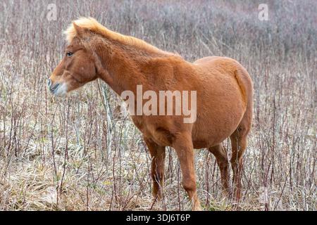 Ein braunes Pony isst Gras in den Grayson Highlands Virginia Stockfoto