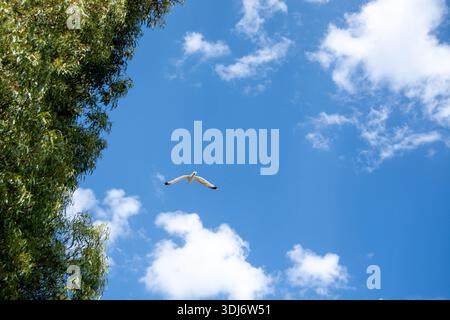 Ein weißer Vogel, der in einem blauen Himmel mit flauschigen Wolken und grünen Bäumen aufsteigt Stockfoto