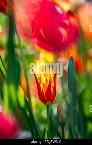 Leuchtende rote und gelbe Tulpe im Sonnenlicht Stockfoto