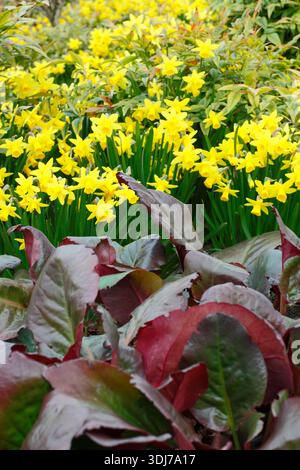 Narzissen Tete a tete, zwergige Miniatur-Narzissen, gepflanzt mit den violetten Blättern von Bergenia Overture in einer Frühlingsblumengrenze. UK Stockfoto