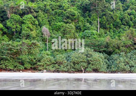 Der dichte Küstenregenwald trifft auf die Sandküste von Koh Tarutao, Ao Son Beach, Thailand. Üppiges Grün reicht bis zum Meer. Stockfoto