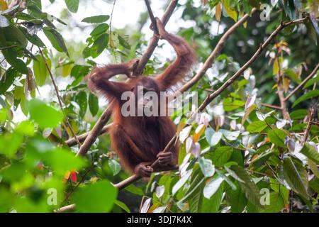 Orang-Utan Orang-Utan sitzt in Bäumen Stockfoto