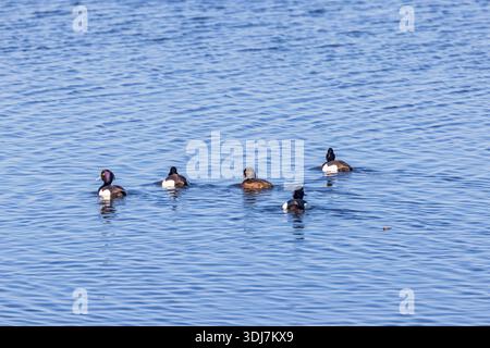 Scharen Sie sich mit getufteten Enten in einem See Stockfoto