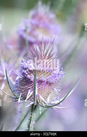 Teasel Dipsacus fullonum, in Blume, RSPB Saltholme Reserve, Teesside, Juli Stockfoto