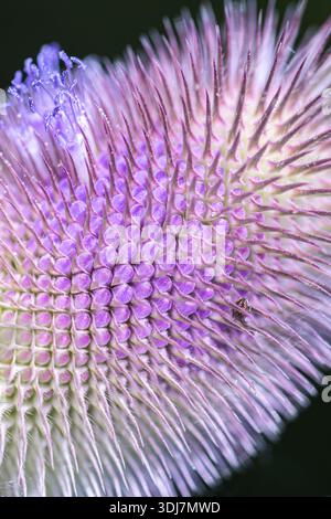 Teaselblume Dipsacus fullonum, Makro mit einem eiförmigen Kopf mit einigen blassvioletten Blüten, RSPB Saltholme Reserve, Teesside, Juli Stockfoto