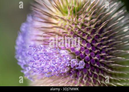Teaselblume Dipsacus fullonum, Makro mit partiellem eiförmigen Kopf mit einigen blassvioletten Blüten, RSPB Saltholme Reserve, Teesside, Juli Stockfoto
