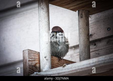 Sparrow, der auf einem Holzgestell sitzt und durch vertikale Schienen blickt. Nahaufnahme eines kleinen Vogels in einer städtischen Umgebung. Stockfoto