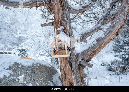 Hölzernes Vogelhaus auf einem Baum an einem verschneiten Wintertag in Kirgisistan Stockfoto