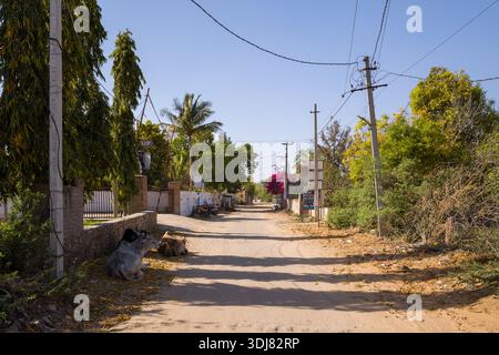 Pushkar, Indien - 17. März 2022: Zwei Kühe liegen auf der Seite einer breiten, unbefestigten Straße, die von Bäumen, Versorgungsmasten, Freileitungen und Grenzwänden gesäumt ist, mit Schildern und Vegetation, die bei klarem Tageslicht sichtbar sind. Stockfoto