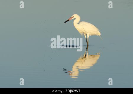 Rötliche Reiher Weiße Morph (Egretta rufescens) in Florida Stockfoto