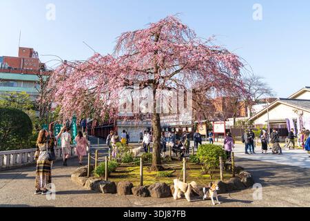 Senso-JI-Tempel, auch bekannt als Asakusa Kannon, Frühling. Leute, die aus der Nakamise Straße kommen, vorbei am Kirschblütenbaum in der Nähe des Haupttorhauses. Blaue SK Stockfoto