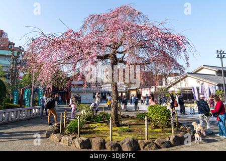 Senso-JI-Tempel, auch bekannt als Asakusa Kannon, Frühling. Leute, die aus der Nakamise Straße kommen, vorbei am Kirschblütenbaum in der Nähe des Haupttorhauses. Blaue SK Stockfoto