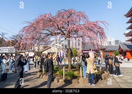 Touristen am Senso-JI-Tempel, auch bekannt als Asakusa Kannon, machen Fotos von einem Kirschblütenbaum in voller Blüte an einem sonnigen Frühlingsmorgen, blauem Himmel. Stockfoto