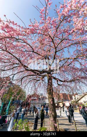 Touristen am Senso-JI-Tempel, auch bekannt als Asakusa Kannon, um einen Kirschblütenbaum in voller Blüte an einem sonnigen Frühjahrsmorgen vor blauem Himmel. Stockfoto