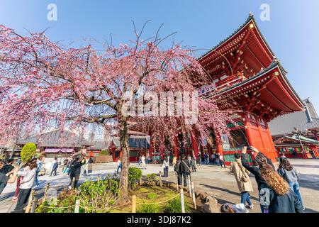 Touristen am Senso-JI-Tempel, AKA Asakusa Kannon, machen Fotos von einem Kirschblütenbaum mit dem Tempeltor dahinter. Blauer Himmel, Sonnenschein. Stockfoto