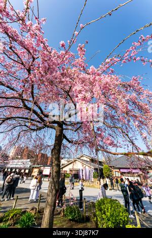 Touristen am Senso-JI-Tempel, auch bekannt als Asakusa Kannon, um einen Kirschblütenbaum in voller Blüte an einem sonnigen Frühjahrsmorgen vor blauem Himmel. Stockfoto
