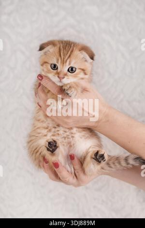 Nahaufnahme menschlicher Hände, die sanft ein kleines goldenes Tabby Scottish Fold Kätzchen mit dunklen Pfoten halten. Stockfoto