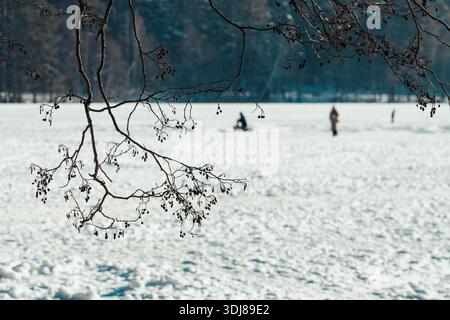 Menschen, die sich im Winter entspannen, Schlittschuhlaufen und an einem hellen Tag auf einem gefrorenen See umgeben von schneebedeckten Bäumen spazieren gehen Stockfoto