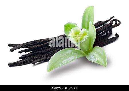 Vanilleblüten und -Schoten (Vanilla planifolia), Orchidaceae. Zutaten für Gebäck, Gewürze. Stockfoto