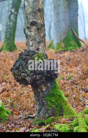 Graten Sie das Wachstum auf einer Silberbirke. Stockfoto