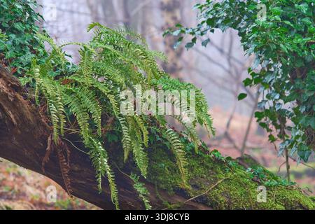 Farne, die auf einem Baum in nebeligen Wäldern wachsen. Stockfoto