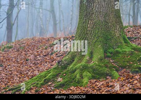 Der Stamm einer Eiche im nebeligen Wald. Stockfoto