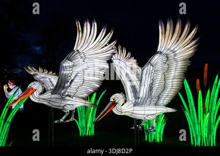 Longleat Festival of Light, Longleat Estate, Warminster, 01/2026 Stockfoto