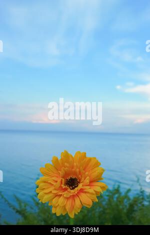 Wunderschöne gelbe Blume auf einem ruhigen Küsten-Hintergrund. In dieser minimalistischen tropischen Landschaft trifft heller Himmel auf das Meer. Stockfoto
