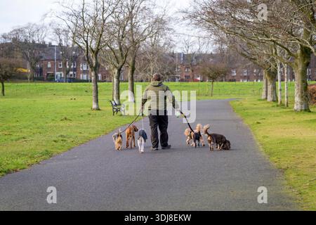 Ein Mann, der mehrere Hunde an der Leine in einem öffentlichen Park läuft, Großbritannien Stockfoto