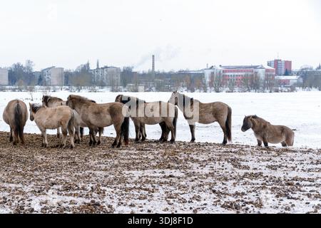Ruhige Szene Mit Konik Ponys, Die Friedlich Auf Schneebedeckten Feldern Weiden Stockfoto