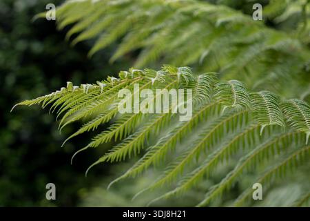 Traumhafte Farnblätter mit geringer Schärfentiefe und weichem Bokeh. Sanfte Grüntöne schaffen ein romantisches, luftiges botanisches Bild, das perfekt für die Wand ist Stockfoto