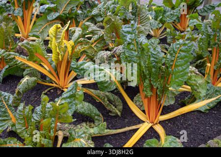 Mangold (Mangold, Blattrübe), beta vulgaris subsp. Vulgaris von der Flavescens Group, die in einem Gartenbeet mit lebhaften Orangenstielen und üppigem gre wachsen Stockfoto