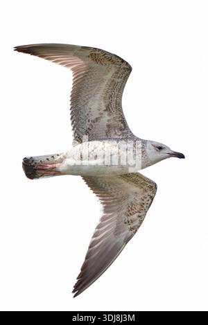 Europäische Heringsmöwe im Flug isoliert auf weißem Hintergrund (Larus argentatus) Stockfoto