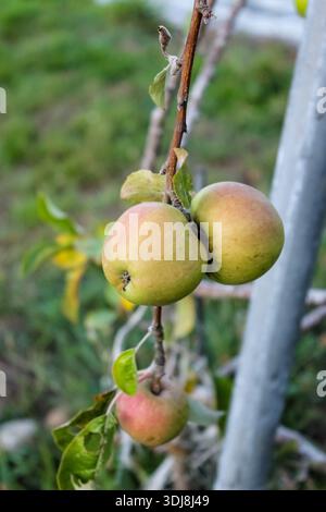 Reife grüne und rote Äpfel hängen an einem Ast an einem Apfelbaum in einem Obstgarten oder Garten, mit grünem Laub im Hintergrund. Stockfoto