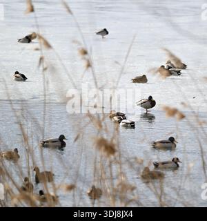 Enten schwimmen in einem teilweise gefrorenen See mit trockenem Schilf im Vordergrund. Stockfoto