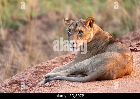 Nahaufnahme der männliche Löwe liegend mit Hintergrundbeleuchtung Stockfoto