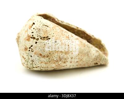 Fauna des Atlantischen Ozeans um Gran Canaria - Leere erodierte Schale von Conus canariensis, Schmetterlingskegel Meeresschnecke, isoliert auf weißem Hintergrund Stockfoto