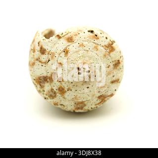 Fauna des Atlantischen Ozeans um Gran Canaria - Leere erodierte Schale von Conus canariensis, Schmetterlingskegel Meeresschnecke, isoliert auf weißem Hintergrund Stockfoto