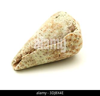 Fauna des Atlantischen Ozeans um Gran Canaria - Leere erodierte Schale von Conus canariensis, Schmetterlingskegel Meeresschnecke, isoliert auf weißem Hintergrund Stockfoto