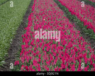 Reihen rosafarbener Tulpen in einem ländlichen Gebiet, Urk, Niederlande Stockfoto