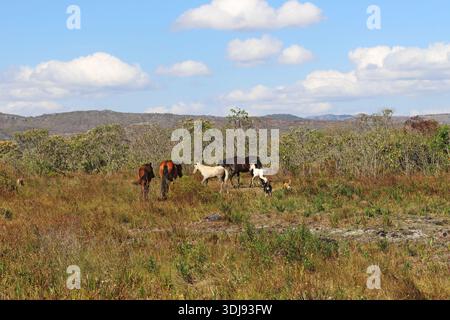 Pferde und Fohlen weiden frei im grünen Feld, Tierwelt Brasiliens. Stockfoto