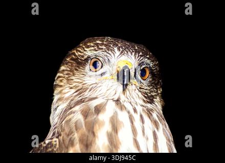 Bussard - Buteo buteo Stockfoto