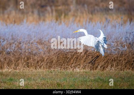 Weißer Reiher (Ardea alba), der entlang gefrorenem Schilf fliegt Stockfoto