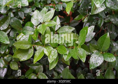 Wachsblattarz, oder Ligustrum japonicum, pflanzt nach dem Regen Blätter in einem Garten in Athen, Griechenland Stockfoto
