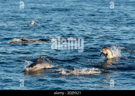 Delfine, Santa Barbara Channel, Kalifornien, USA. Stockfoto