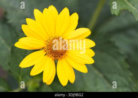 Falsche Sonnenblume (Heliopsis helianthoides), auch bekannt als Ochsenauge Gänseblümchen oder glatte Gänseblümchen, wächst in einem Garten. Stockfoto